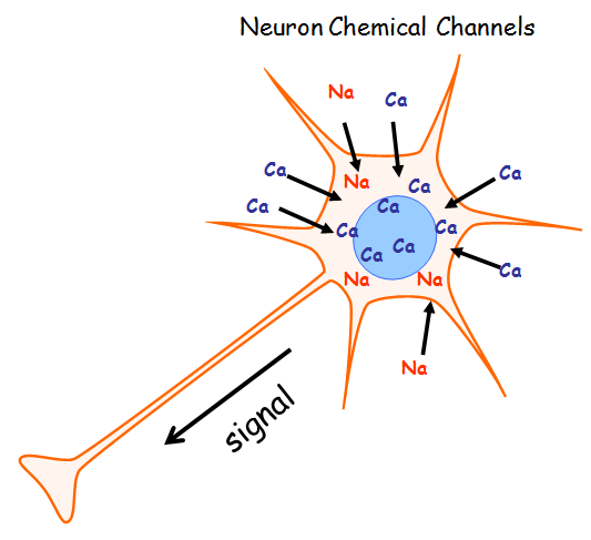 steadypd-3-neuron.png